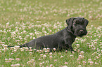 Cesky Terrier Puppy