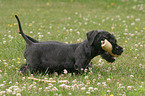 Cesky Terrier Puppy