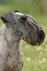 Cesky Terrier Portrait