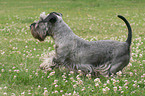 running Cesky Terrier