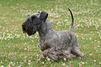 standing Cesky Terrier