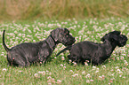 Cesky Terrier Puppy