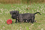 Cesky Terrier Puppy