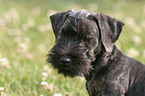 Cesky Terrier Puppy