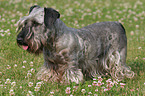 standing Cesky Terrier