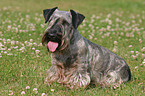 Cesky Terrier