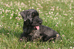 Cesky Terrier Puppy