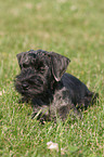 Cesky Terrier Puppy