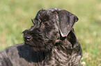 Cesky Terrier Puppy