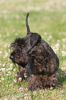 standing Cesky Terrier