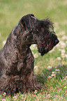 Cesky Terrier