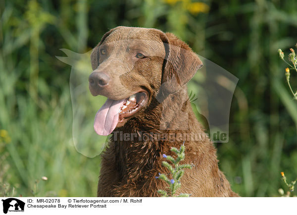 Chesapeake Bay Retriever Portrait / MR-02078