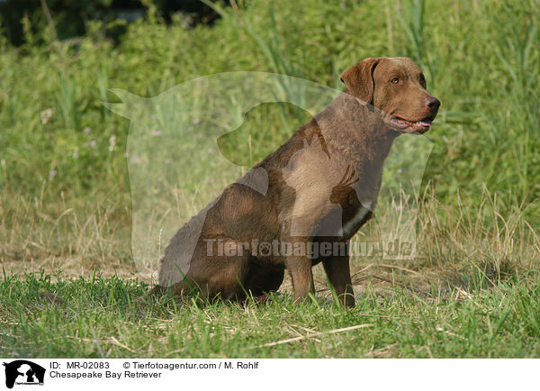 Chesapeake Bay Retriever / Chesapeake Bay Retriever / MR-02083