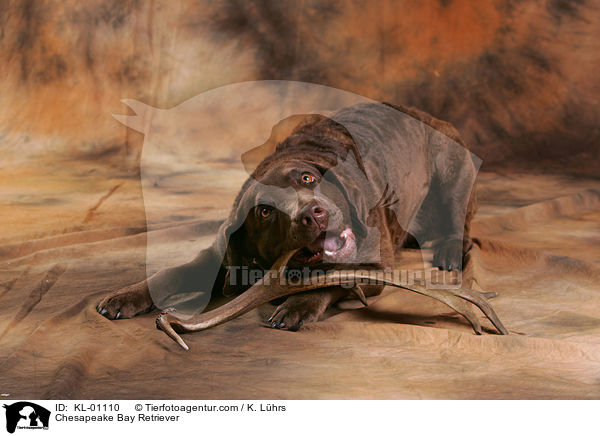 Chesapeake Bay Retriever / Chesapeake Bay Retriever / KL-01110
