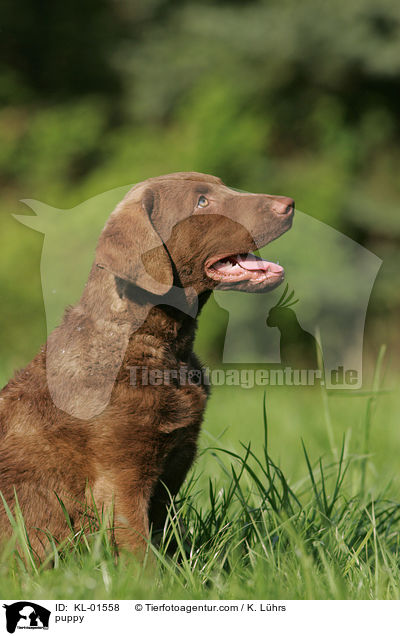 Chesapeake Bay Retriever Welpe / puppy / KL-01558