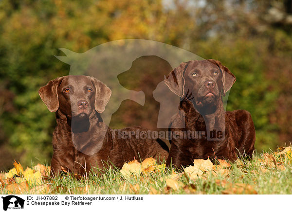 2 Chesapeake Bay Retriever / 2 Chesapeake Bay Retriever / JH-07882