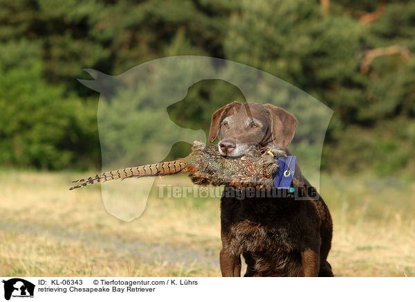 apportierender Chesapeake Bay Retriever / retrieving Chesapeake Bay Retriever / KL-06343
