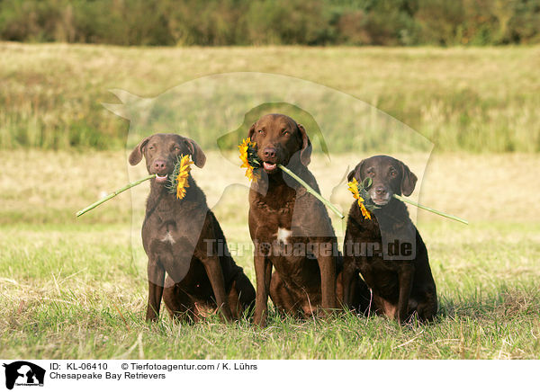 Chesapeake Bay Retrievers / KL-06410