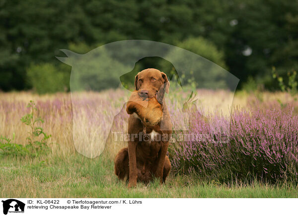 apportierender Chesapeake Bay Retriever / retrieving Chesapeake Bay Retriever / KL-06422