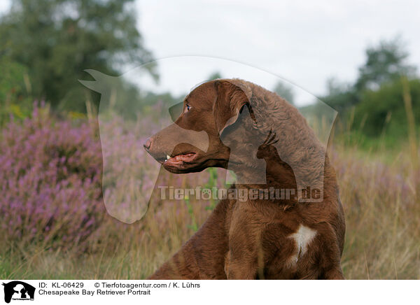 Chesapeake Bay Retriever Portrait / Chesapeake Bay Retriever Portrait / KL-06429