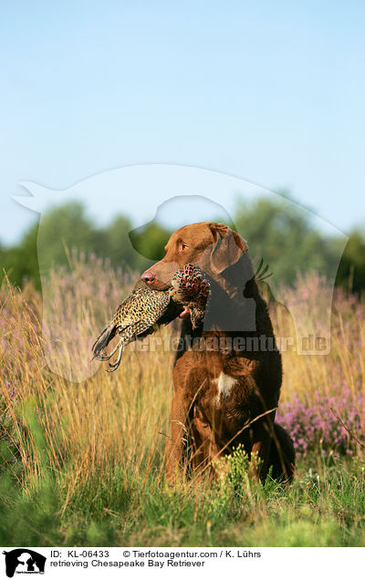 apportierender Chesapeake Bay Retriever / retrieving Chesapeake Bay Retriever / KL-06433