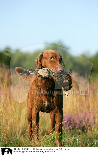 apportierender Chesapeake Bay Retriever / retrieving Chesapeake Bay Retriever / KL-06435