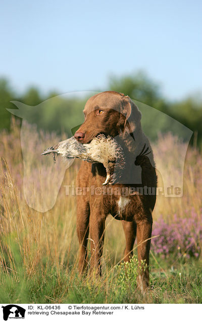 apportierender Chesapeake Bay Retriever / retrieving Chesapeake Bay Retriever / KL-06436