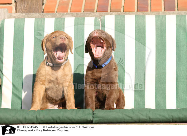 Chesapeake Bay Retriever Puppies / DG-04945