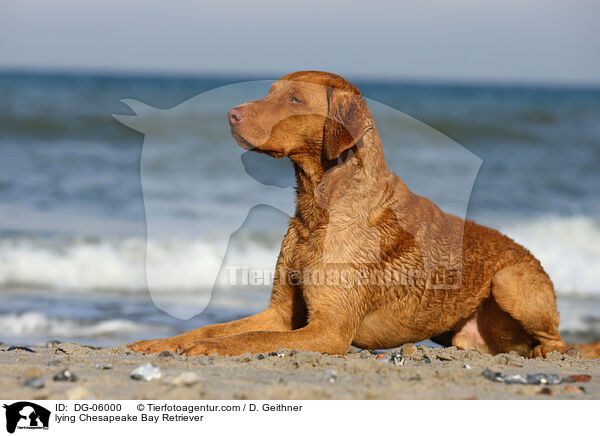 lying Chesapeake Bay Retriever / DG-06000