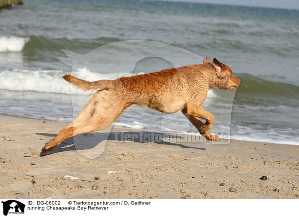 rennender Chesapeake Bay Retriever / running Chesapeake Bay Retriever / DG-06002