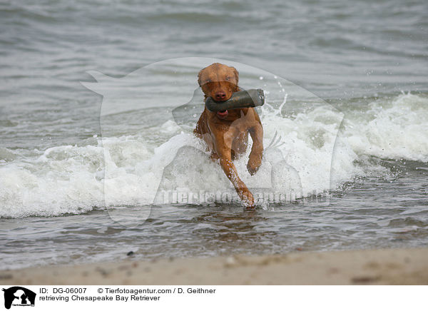 retrieving Chesapeake Bay Retriever / DG-06007