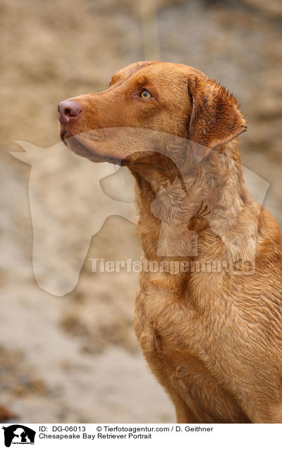 Chesapeake Bay Retriever Portrait / DG-06013