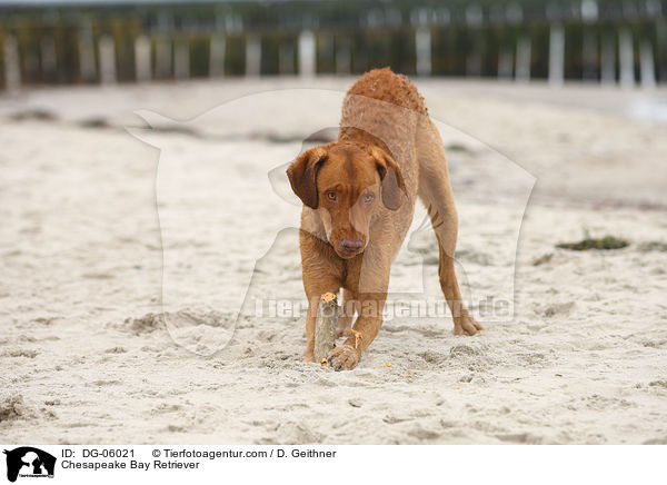 Chesapeake Bay Retriever / Chesapeake Bay Retriever / DG-06021
