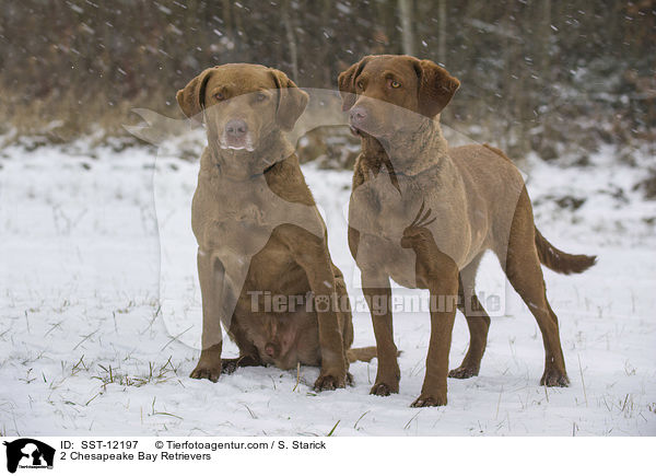 2 Chesapeake Bay Retrievers / SST-12197