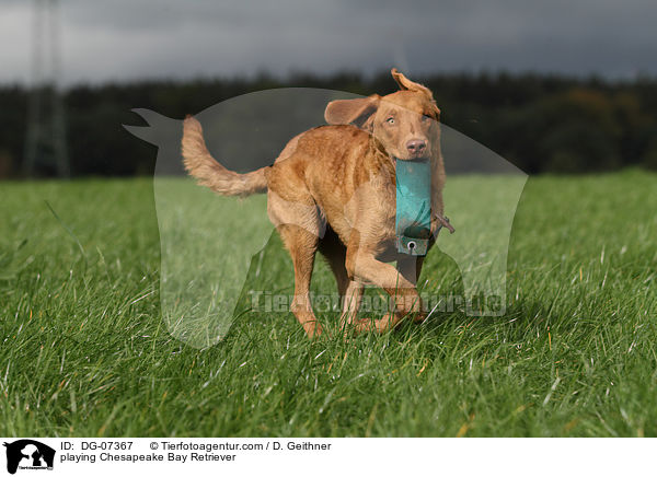 spielender Chesapeake Bay Retriever / playing Chesapeake Bay Retriever / DG-07367