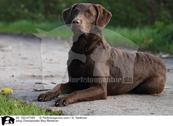 lying Chesapeake Bay Retriever / DG-07395