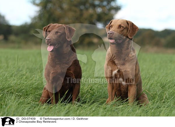 2 Chesapeake Bay Retrievers / DG-07409