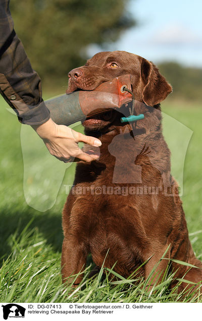 retrieving Chesapeake Bay Retriever / DG-07413