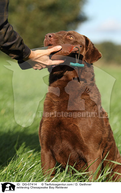 retrieving Chesapeake Bay Retriever / DG-07414