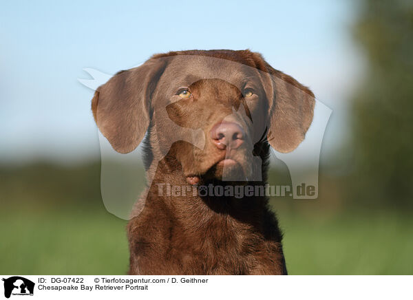 Chesapeake Bay Retriever Portrait / DG-07422