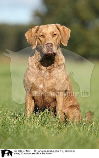 sitting Chesapeake Bay Retriever / DG-07430