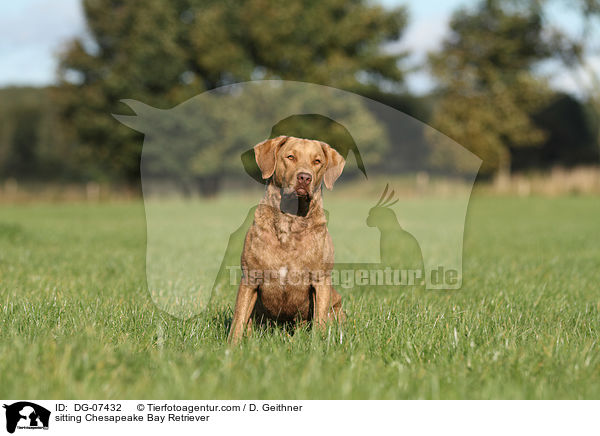 sitting Chesapeake Bay Retriever / DG-07432
