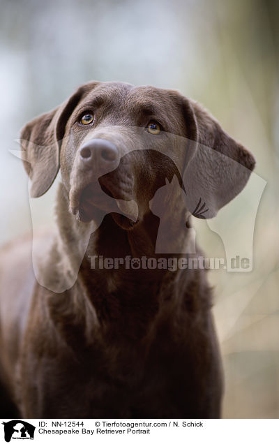 Chesapeake Bay Retriever Portrait / NN-12544