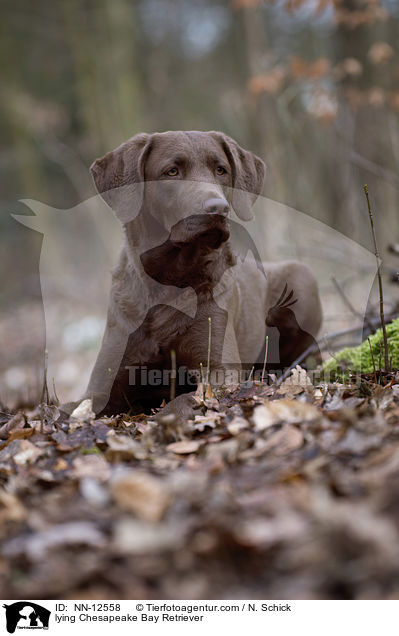 lying Chesapeake Bay Retriever / NN-12558
