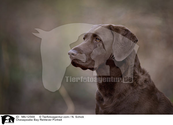 Chesapeake Bay Retriever Portrait / NN-12568