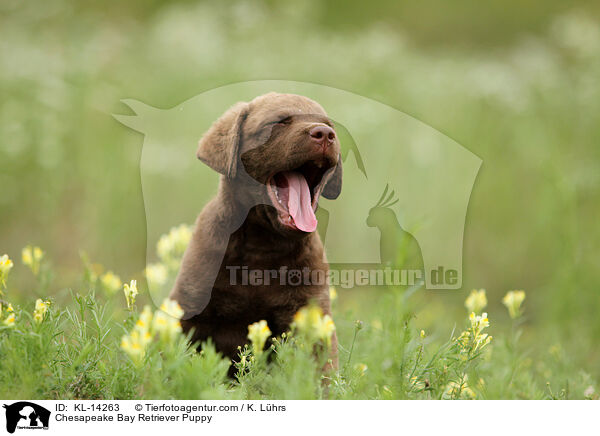 Chesapeake Bay Retriever Welpe / Chesapeake Bay Retriever Puppy / KL-14263