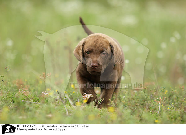 Chesapeake Bay Retriever Puppy / KL-14275