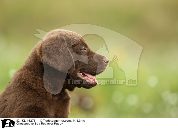 Chesapeake Bay Retriever Puppy / KL-14278
