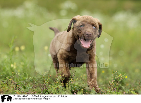 Chesapeake Bay Retriever Puppy / KL-14280