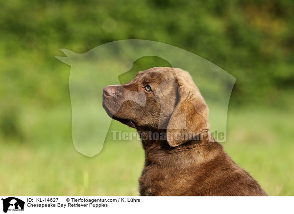Chesapeake Bay Retriever Puppies / KL-14627
